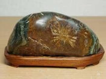 Amazon.co.jp: 白菊562g 菊花石 菊紋石 小菊石 花紋石 原石 鑑賞石